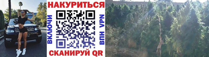 МАРИХУАНА VHQ Новая Ладога